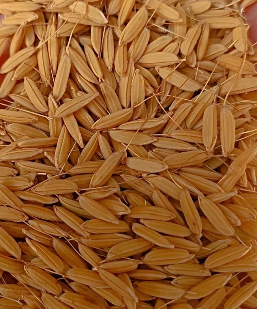 رقم هستی