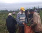 تحقق الگوی موفق کشت دوم در گیلان؛ گامی موثر در راستای بهره‌وری پایدار شالیزارها؛