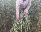 تحقق الگوی موفق کشت دوم در گیلان؛ گامی موثر در راستای بهره‌وری پایدار شالیزارها؛
