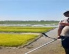 تداوم پایش خزانه‌ها و مزارع برنج گیلان در راستای اجرای طرح جهش تولید برنج