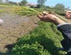 تداوم پایش خزانه‌ها و مزارع برنج گیلان در راستای اجرای طرح جهش تولید برنج