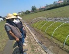 تداوم پایش خزانه‌ها و مزارع برنج گیلان در راستای اجرای طرح جهش تولید برنج