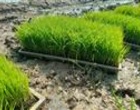 کشت مکانیزه برنج در بستر تحقیقات با هدف ارتقای بهره‌وری