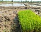 کشت مکانیزه برنج در بستر تحقیقات با هدف ارتقای بهره‌وری