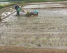 کشت مکانیزه برنج در بستر تحقیقات با هدف ارتقای بهره‌وری