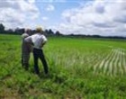 پایش میدانی مزارع برنج بندرانزلی در راستای اجرای طرح جهش تولید