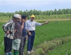 پایش میدانی مزارع برنج بندرانزلی در راستای اجرای طرح جهش تولید