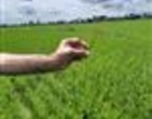 پایش میدانی مزارع برنج بندرانزلی در راستای اجرای طرح جهش تولید