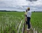 پایش میدانی مزارع برنج بندرانزلی در راستای اجرای طرح جهش تولید