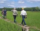 پایش میدانی مزارع برنج بندرانزلی در راستای اجرای طرح جهش تولید