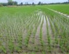 پایش میدانی مزارع برنج بندرانزلی در راستای اجرای طرح جهش تولید
