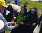 برگزاری مدرسه در مزرعه با محوریت مدیریت تغذیه و کنترل آفات در مزارع برنج