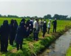 برگزاری مدرسه در مزرعه با محوریت مدیریت تغذیه و کنترل آفات در مزارع برنج
