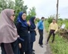 مزرعه الگویی؛ بستری برای انتقال یافته‌های تحقیقاتی و معرفی ارقام جدید برنج