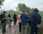 از کمبود فسفر تا بیماری بلاست؛ بررسی چالش‌های شالیزارهای لاهیجان توسط متخصصان مؤسسه تحقیقات برنج