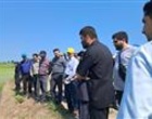 مدرسه در مزرعه؛ پلی میان تحقیقات برنج و بهره‌برداران شالیزارهای گیلان