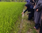 پیوند پژوهش و تولید در انتقال آخرین یافته‌های مدیریت شالیزار در مزارع الگویی برنج شهرستان سیاهکل