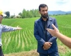 پایش فنی مزارع برنج شفت با تأکید بر تغذیه گیاهی و مدیریت غیرشیمیایی آفات