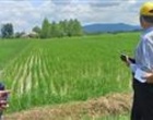 پایش فنی مزارع برنج شفت با تأکید بر تغذیه گیاهی و مدیریت غیرشیمیایی آفات