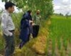مزارع الگویی؛ بستری برای ارتقای دانش فنی و افزایش عملکرد برنج