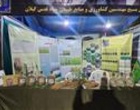 استقبال چشمگیر شالیکاران از رقم «هستی» در میز خدمت کشاورزی
