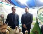 استقبال چشمگیر شالیکاران از رقم «هستی» در میز خدمت کشاورزی