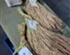 استقبال چشمگیر شالیکاران از رقم «هستی» در میز خدمت کشاورزی