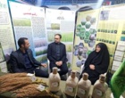 استقبال چشمگیر شالیکاران از رقم «هستی» در میز خدمت کشاورزی