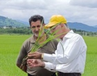 از تشخیص کمبودهای غذایی تا مدیریت بیماری بلاست در شالیزار های برنج