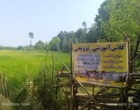 مدیریت علمی آفات و انتخاب ارقام گواهی‌شده؛ محور آموزش شالیکاران در مزارع الگویی سیاهکل