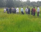 آموزش تخصصی PVS؛ گامی مؤثر در انتخاب ارقام برتر برنج برای مزارع گیلان