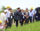 بهره‌گیری از منابع ژنتیکی بین‌المللی برای تولید ارقام برتر برنج ایرانی