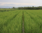 بهره‌گیری از منابع ژنتیکی بین‌المللی برای تولید ارقام برتر برنج ایرانی