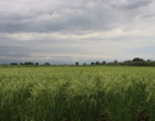 بهره‌گیری از منابع ژنتیکی بین‌المللی برای تولید ارقام برتر برنج ایرانی