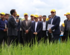 بهره‌گیری از منابع ژنتیکی بین‌المللی برای تولید ارقام برتر برنج ایرانی