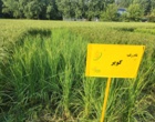 رونمایی از دو رقم معرفی شده تی تی و کویر در روز ملی مزرعه