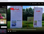 برداشت کم‌تلفات برنج با رعایت اصول فنی و تنظیم صحیح کمباین