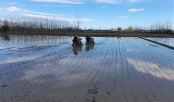 تولید برنج در راستای تقویت امنیت غذایی با شروع زودهنگام نشاکاری برنج و کشت ارقام پرمحصول در گیلان