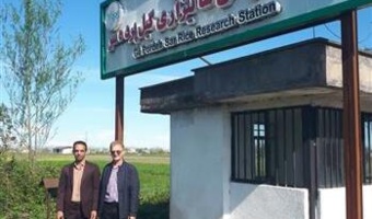احیای اقتصاد و اکولوژی شالیزارهای برنج پس از برداشت