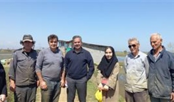 کشاورزی پایدار؛ مسیر تثبیت تولید در شالیزارهای گیلان