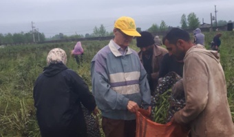تحقق الگوی موفق کشت دوم در گیلان؛ گامی موثر در راستای بهره‌وری پایدار شالیزارها؛