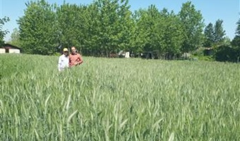 کشت سوم در شالیزارهای گیلان با هدف بهره‌وری بیشتر از اراضی کشاورزی
