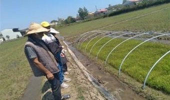 تداوم پایش خزانه‌ها و مزارع برنج گیلان در راستای اجرای طرح جهش تولید برنج