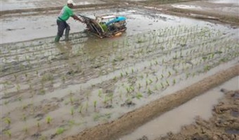 کشت مکانیزه برنج در بستر تحقیقات با هدف ارتقای بهره‌وری