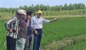 پایش میدانی مزارع برنج بندرانزلی در راستای اجرای طرح جهش تولید