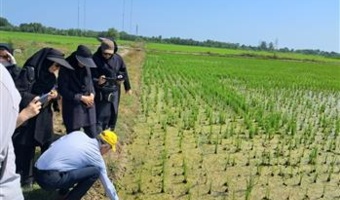 مدرسه در مزرعه؛ پلی میان تحقیقات برنج و بهره‌برداران شالیزارهای گیلان