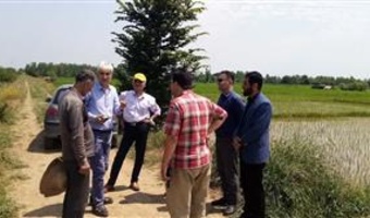 پایش تخصصی مزارع برنج شفت با رویکرد تغذیه متعادل و مدیریت تلفیقی آفات