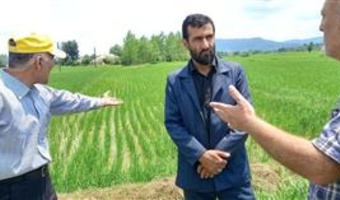پایش فنی مزارع برنج شفت با تأکید بر تغذیه گیاهی و مدیریت غیرشیمیایی آفات
