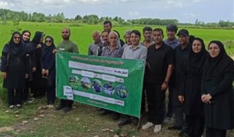 مزارع الگویی؛ بستری برای ارتقای دانش فنی و افزایش عملکرد برنج