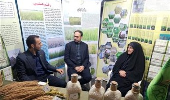 استقبال چشمگیر شالیکاران از رقم «هستی» در میز خدمت کشاورزی